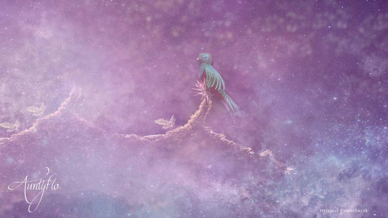 Resplendent Quetzal