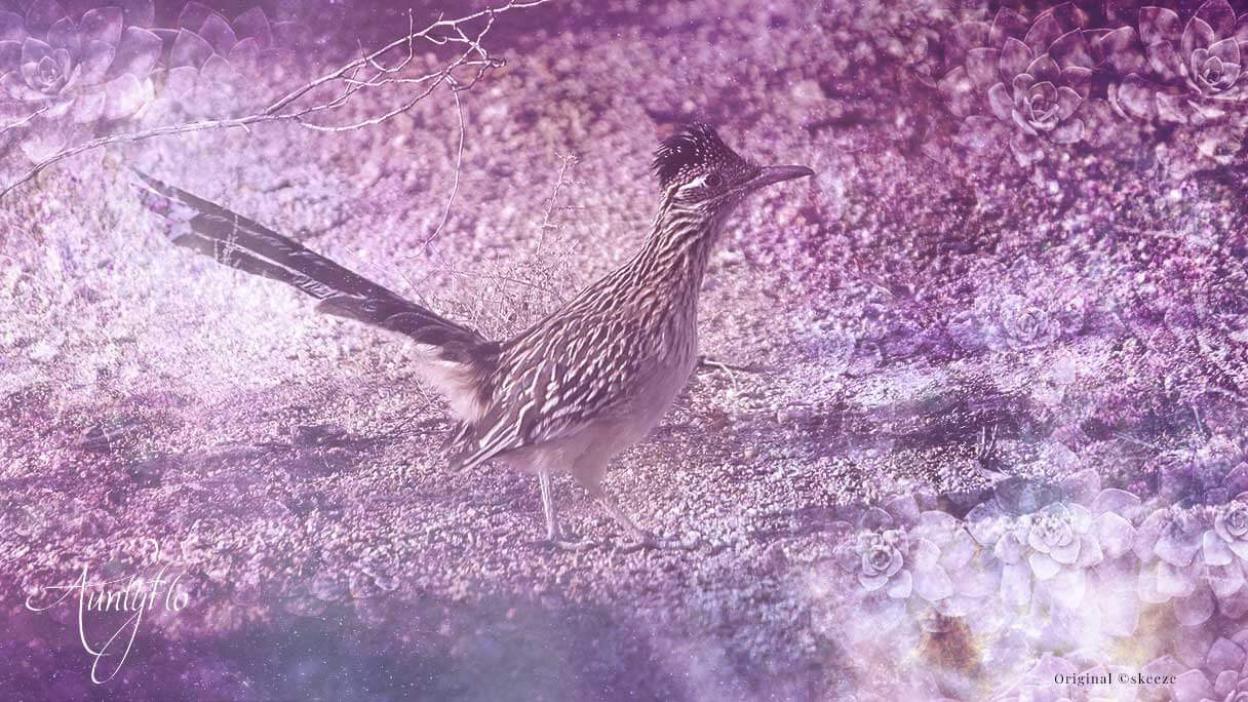Road Runner