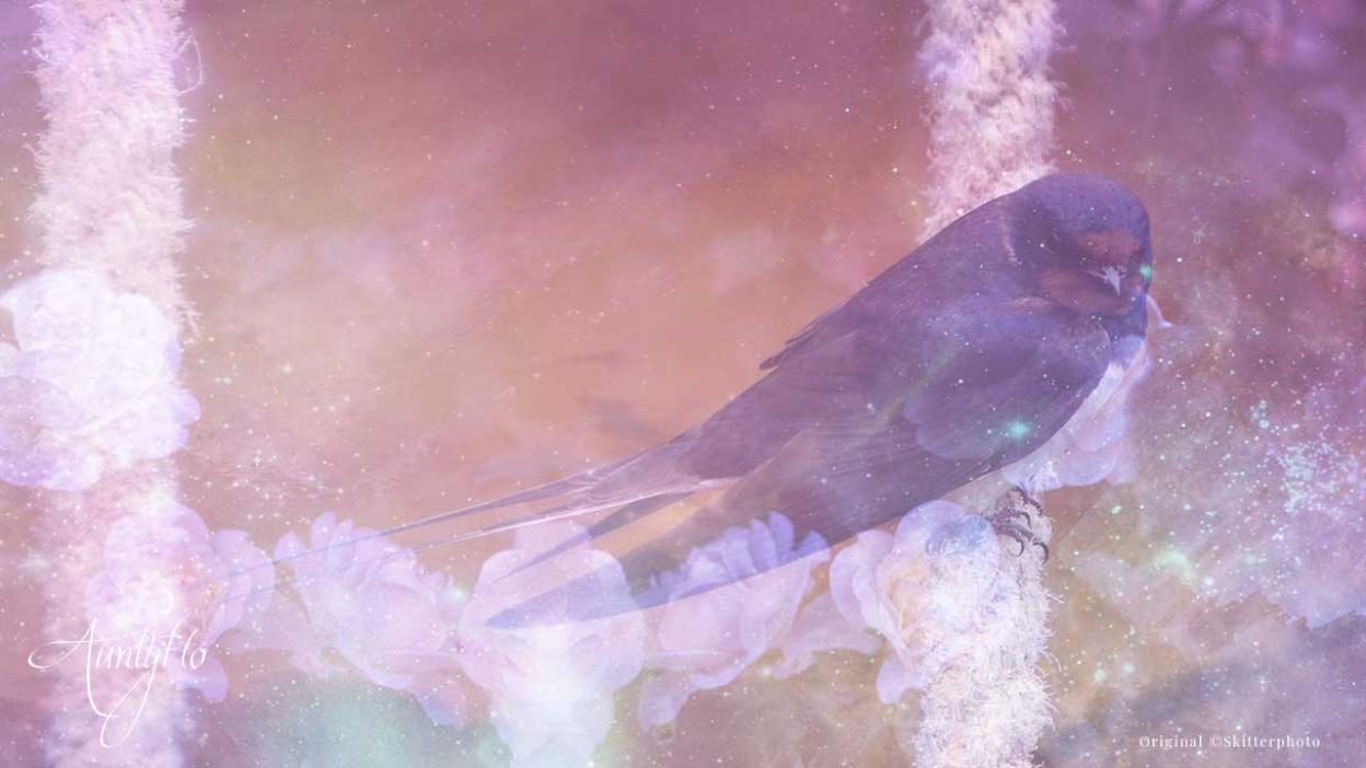Swallow symbol spiritual