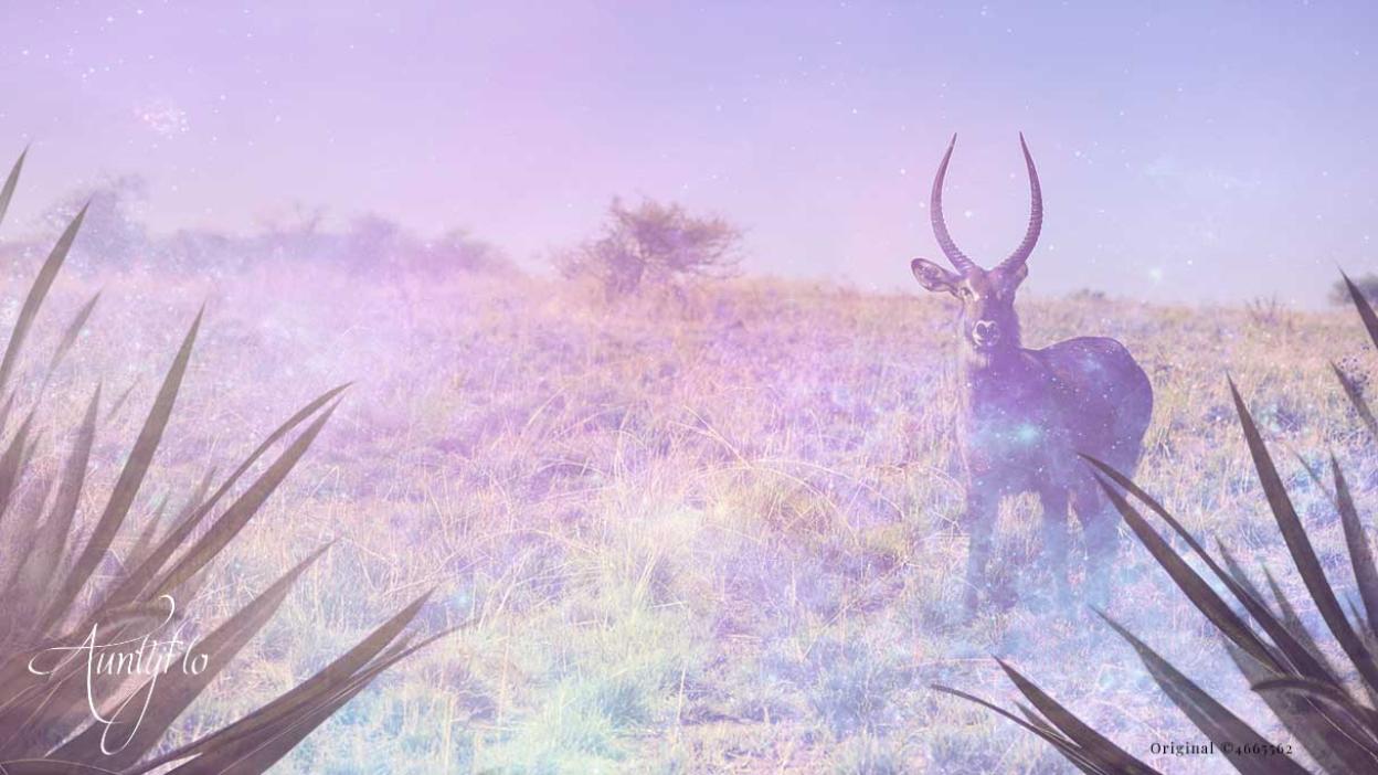 Waterbuck