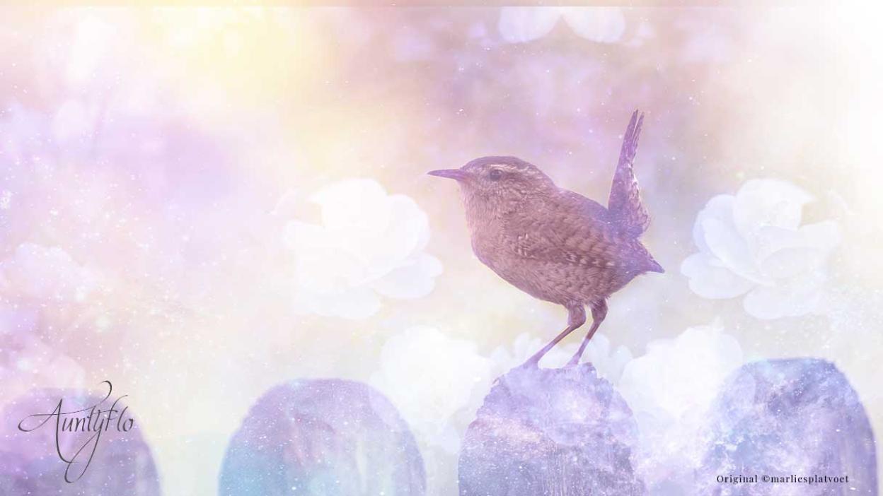 Wren Awaken your magick powers