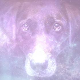 Brown Dog Dream Meaning