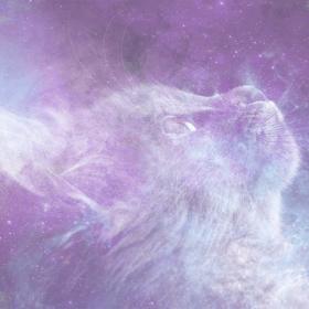 Cats dream meanings
