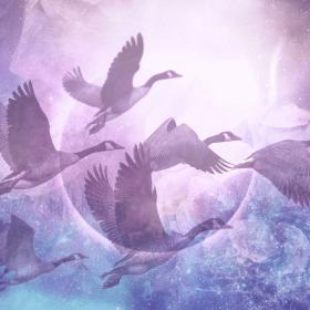 Flock of birds