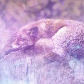 Fox in dreams