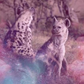 Hyena