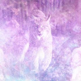 Lynx