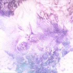 Pets