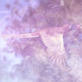 Pheasant