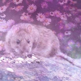 Rat dream meaning