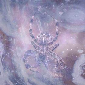 Spider dream