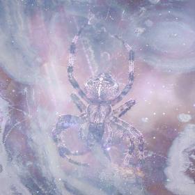 Spiders Crawling