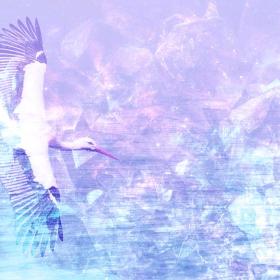 Stork