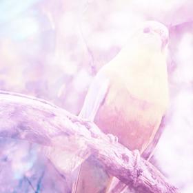 Yellow Bird