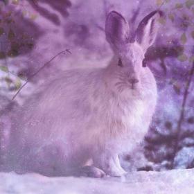 Rabbits in dreams