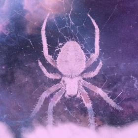 Spider Dreams