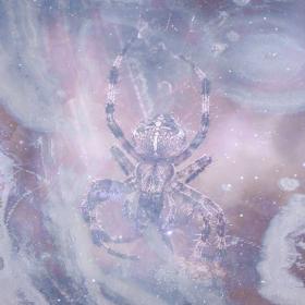 Dreaming of someone throwing spiders at you image