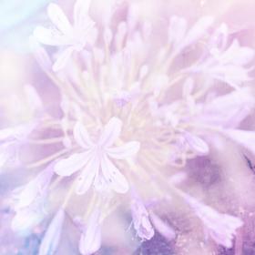 agapanthus