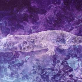 Alligator