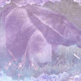 anteater