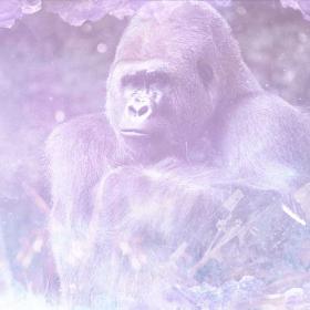 ape meaning tea
