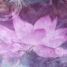 belladonna lilly