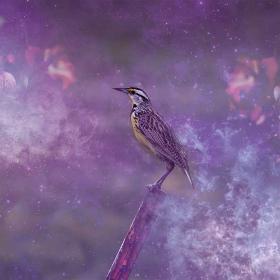 Meadowlarks