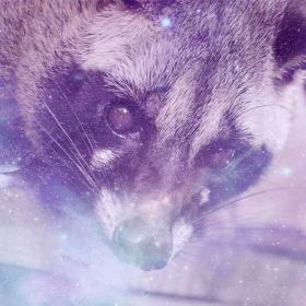 Palm Civet