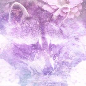 raccoon