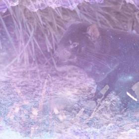 Tasmanian Devil