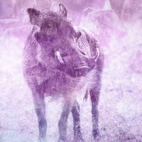 Warthog