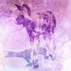Wild Dog