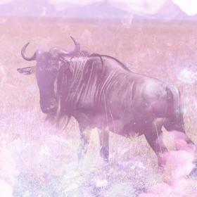 Wildebeest