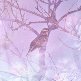 Wood Thrush