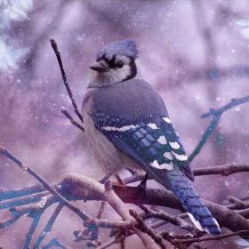 Blue Jay Symbolism 