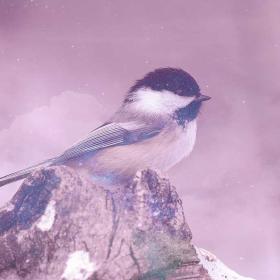 The Spiritual Meaning of a Chickadee