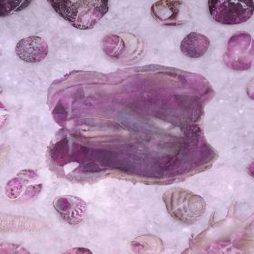 Clam / Mussel