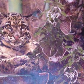 Clouded Leopard