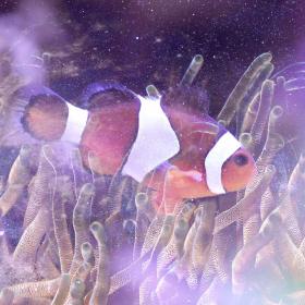 Clown Fish/Anemone Fish symbolism