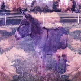 Donkey