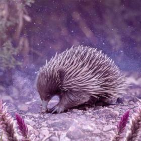 Echidna