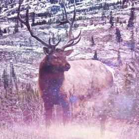 Elk