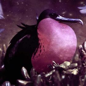 Frigate Bird Animal Totem