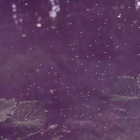 Mayfly / shadfly 