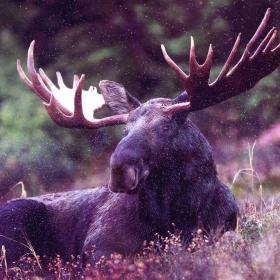 Moose