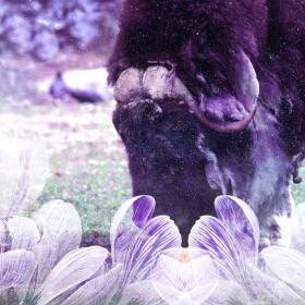 Musk Ox