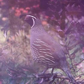 Quail Animal Totem