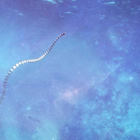 Sea Snake