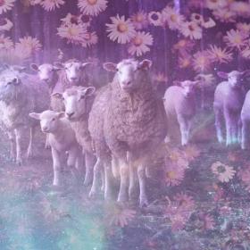 Sheep