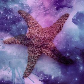 Star Fish